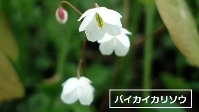 九州の山野草　5月に出会った野の花　 NO２
