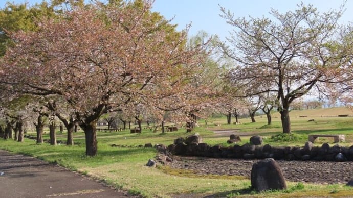 残念！河川公園の桜は終わりでした。