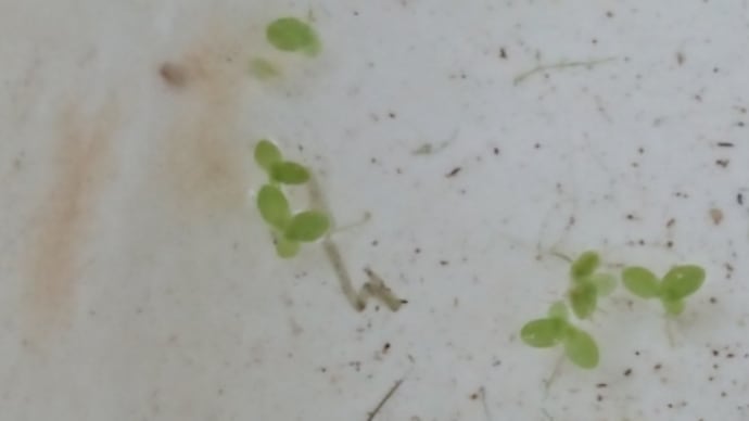 梅雨明けて一気に猛暑ですか