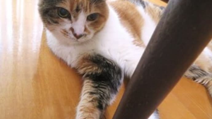 「雨の日の猫は」