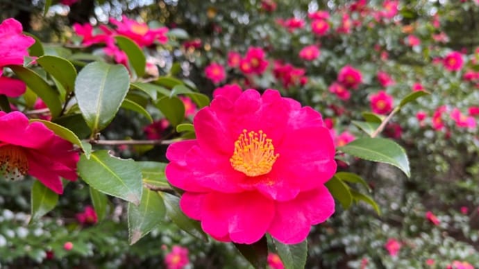 山茶花とツワブキ