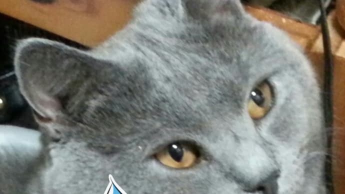 猛暑日は猫の熱中症に注意!