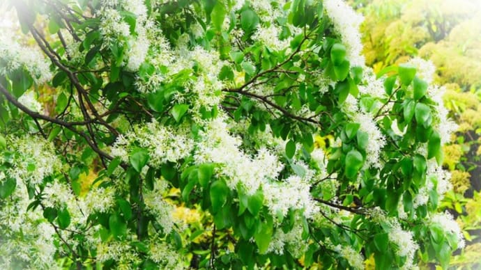 樹の花たちにも　”初夏”到来です～ 🌳🌺　ナンジャモンジャ（一ッ葉タゴ）　栃の木　紅花栃ノ木　紅花常盤満作　