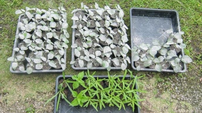 白い苗を植えました。