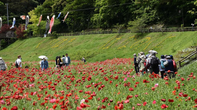 ポピー狩り 神奈川県横須賀市 くりはま花の国(2)ヤグルマギク、アグロステンマ