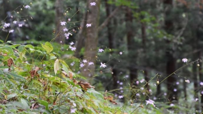 御岳山富士峰園地 山地の林内に咲くレンゲショウマ群生 8
