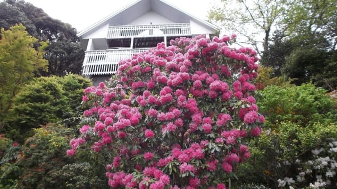 友人が持つ伊豆熱川の別荘、石楠花を見下ろしながらベランダの塗装をした---10年前の回顧ブログです　