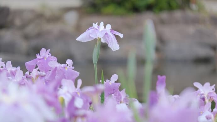 sakeの歩窓から(菖蒲を撮ろうとしたけれど・・)