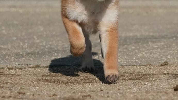 オーナー募集中!9月5日生まれ!柴犬 メス