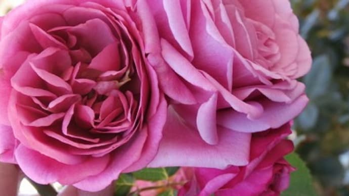 F＆Gローズの勧め☆あおい♬我が家の薔薇を見に、がん友さんが来てくれた！