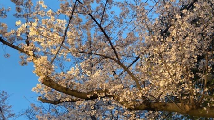 夜桜通り抜け