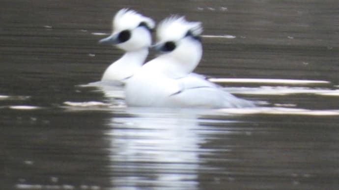 坂田ヶ池の水鳥