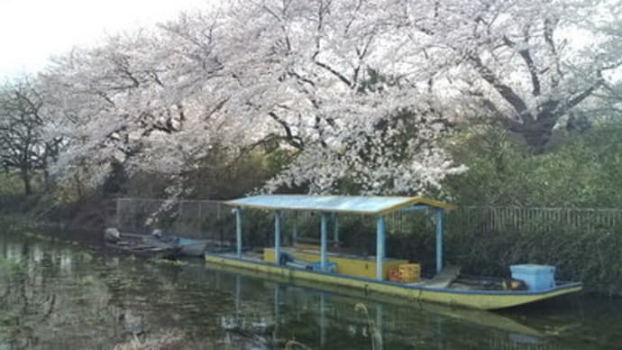 近所の桜(二ヶ領用水)、散歩しながら過ごす週末