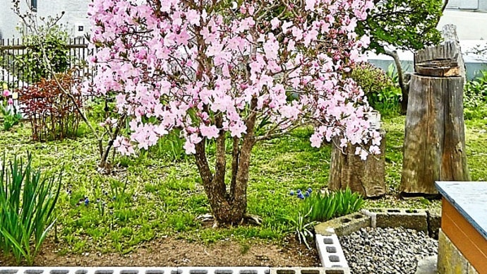 小鳥の餌台と並んで我が家の庭の特等席を占めるクロフネツツジの花が満開です
