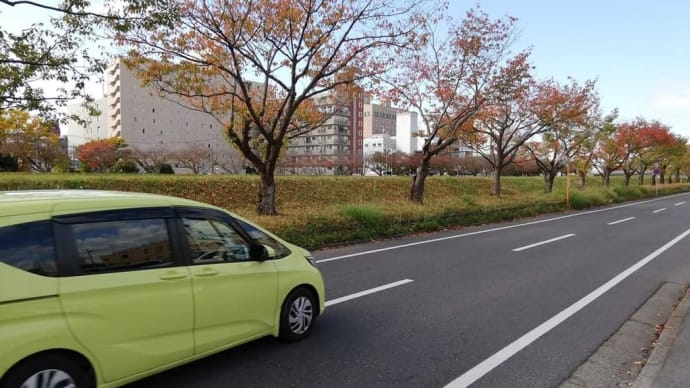 紅葉の桜の望んでいること