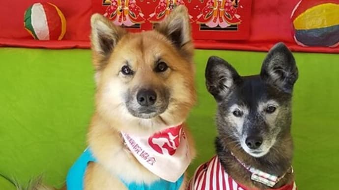 久々の 風愛ちゃん出番 頑張った!!