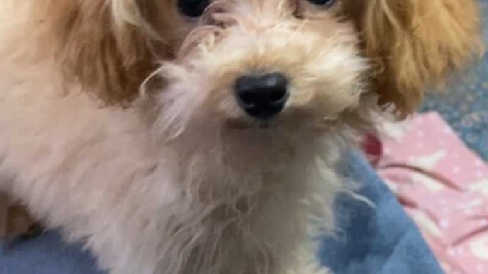 小さくても賢いトイプードル