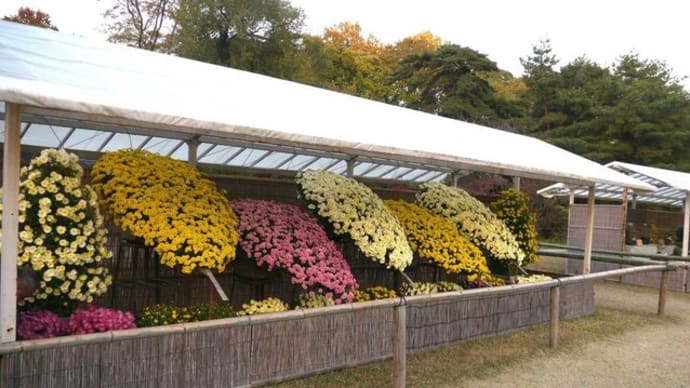 京都　植物園・菊花展