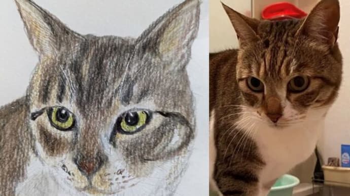 愛猫のイラストを描いていただきました！