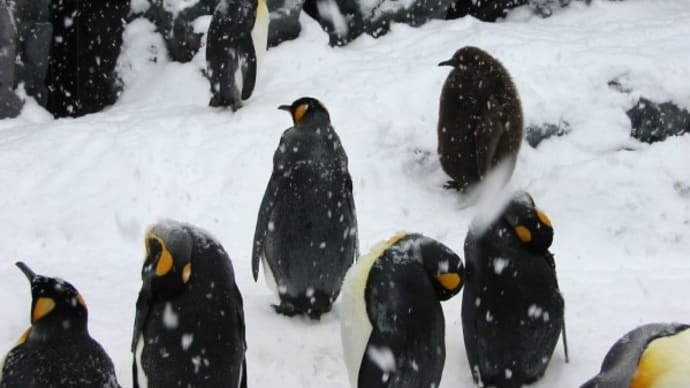 雪のペンギン風景