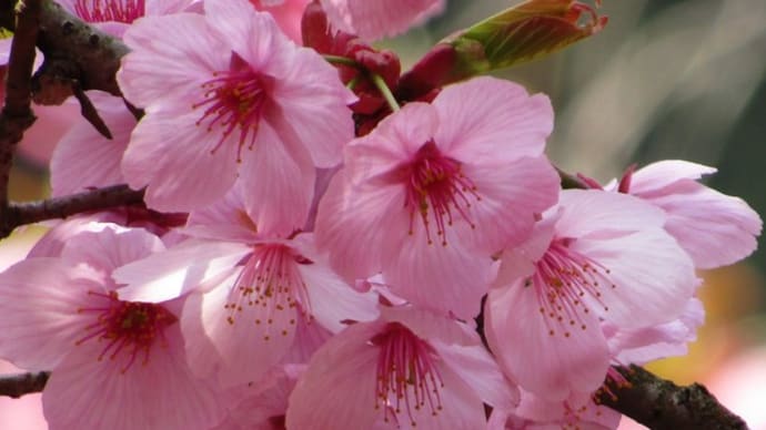 全国的に"平年並み"～桜開花予想～
