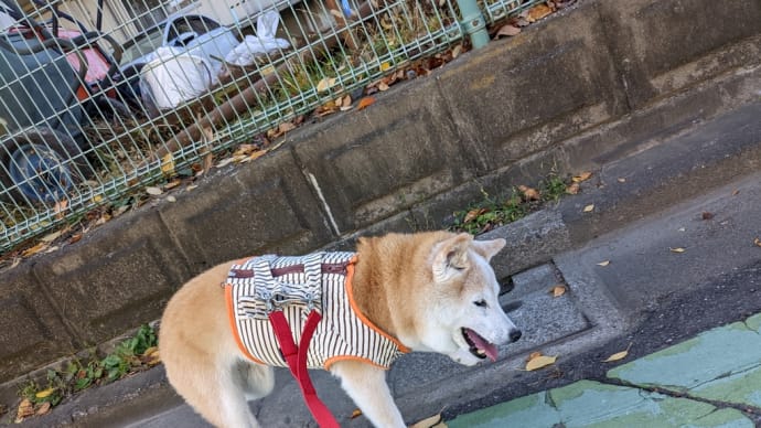 お天気が良いと嬉しいね😌