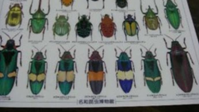 【名和昆虫博物館】Vol.4