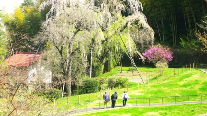 花見散歩～多摩市鶴牧公園・奈良原公園・多摩中央公園