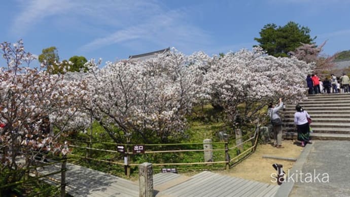 御室の桜　１