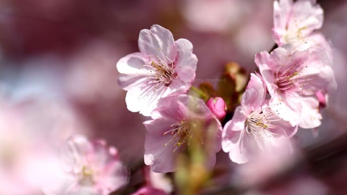 大根島の河津桜