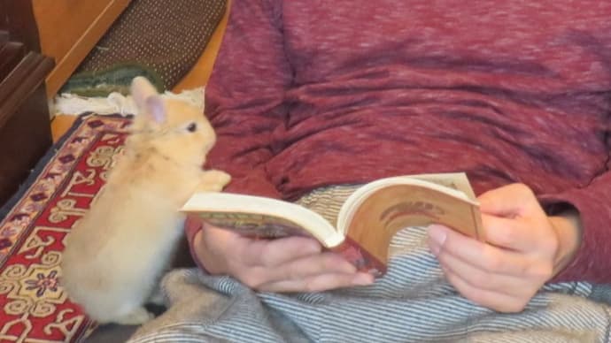 うさぎ学長!わちゃまる君!(その14)アスリートか、わちゃまる君