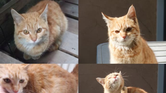 母猫 さくらの物語