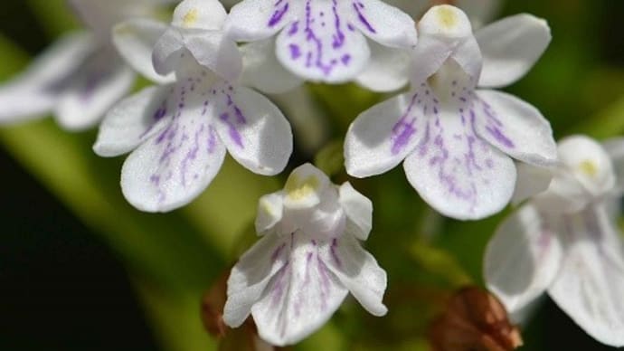 ウチョウランの仲間（３）ウチョウラン白紫点花