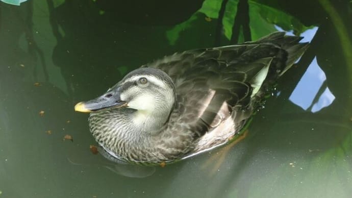 一人ぼっちのカルガモ 今は幼鳥か? もう少しで飛ぶ 45日目