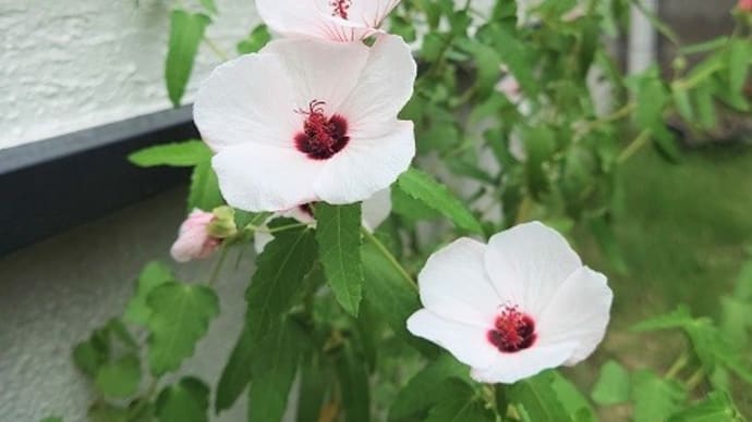 秋めいてきた。