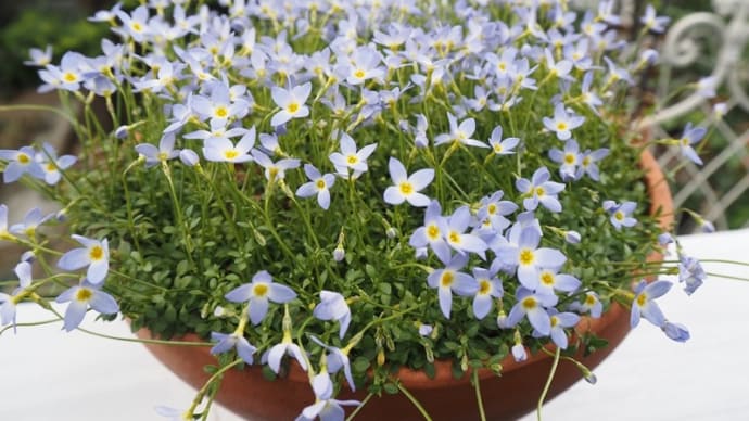 4月8日の庭<よく似たブルーの花>