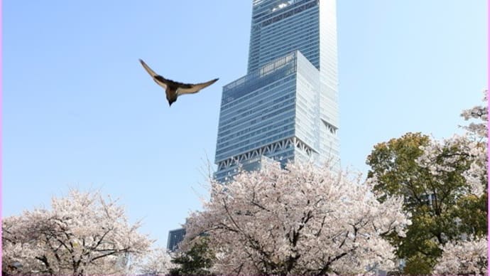 2023桜便り4(てんしばの桜)