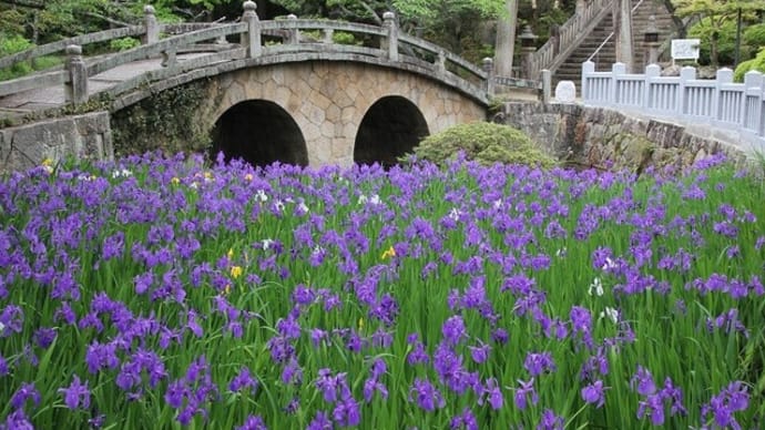 菅原神社のカキツバタ~2024年5月6日
