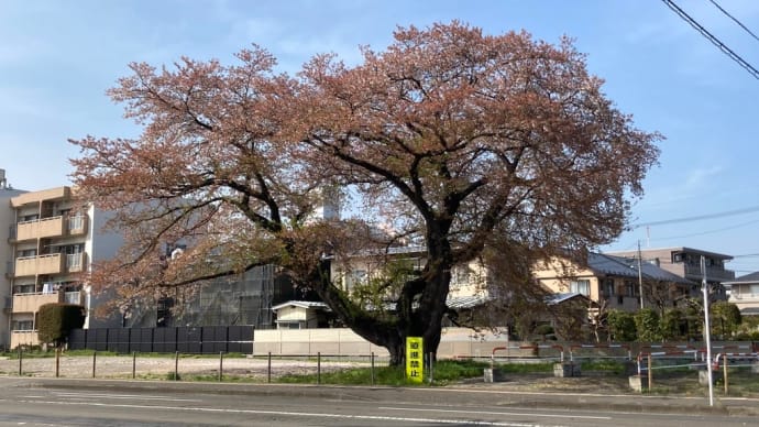 4月21日 銀杏町の桜