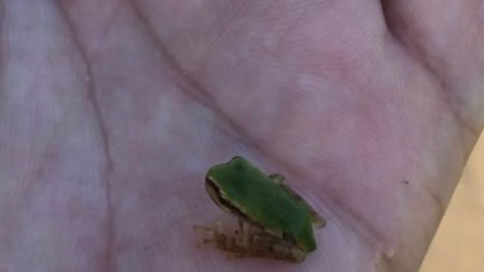 湘南ロードワーク 朴竜、低血糖に泣く