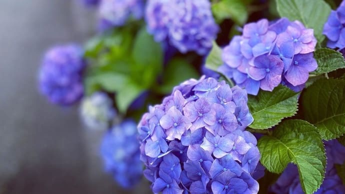 *紫陽花の季節になりました〜*