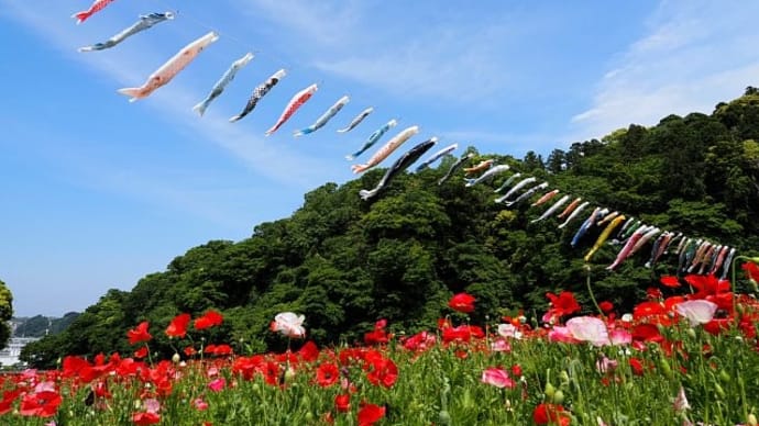 ポピーと鯉のぼり~くりはま花の国