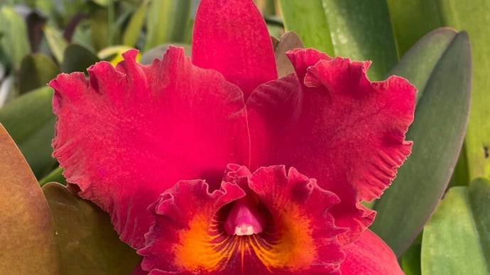 ◇Rlc. Taeko Tamaki ‘Volcano Empress’