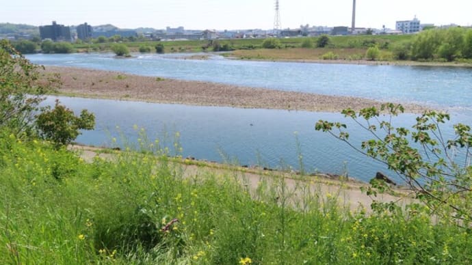 鷺山のサギたち、せっせと巣作り中
