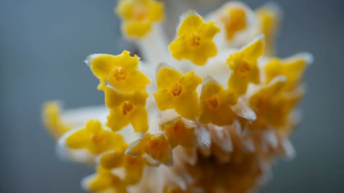 ●我が家の3月の花(13) 雨に濡れて ミツマタ ローズマリー スノードロップ プリムラ