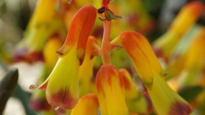冬の花：ラケナリア・アロイデス・クアドリコロル