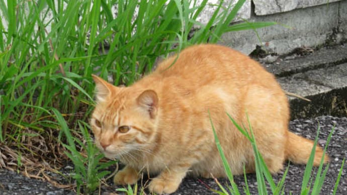散歩で猫#46