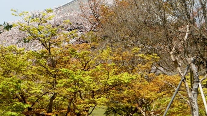 奈良春日野国際フォーラム 甍～I・RA・KA～から別館、そして春日野園地