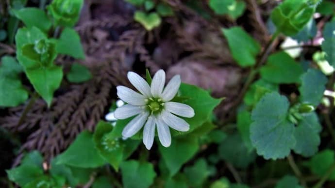 ミヤマハコベ(深山繁縷)マルバコンロンソウ(丸葉崑崙草)ミミガタテンナンショウ(耳型天南星)スイバ(酸葉)・ワカバグモ