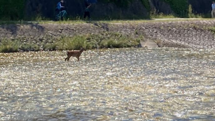 🦌 きょう、京都鴨川に現れた「鹿」さんを次女も目撃しましたよ。
